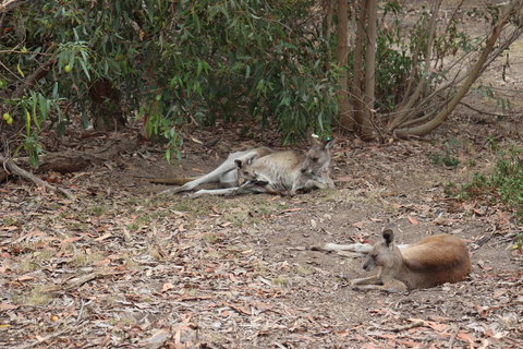 Great Ocean Road Resort - Holiday Adelaide 17