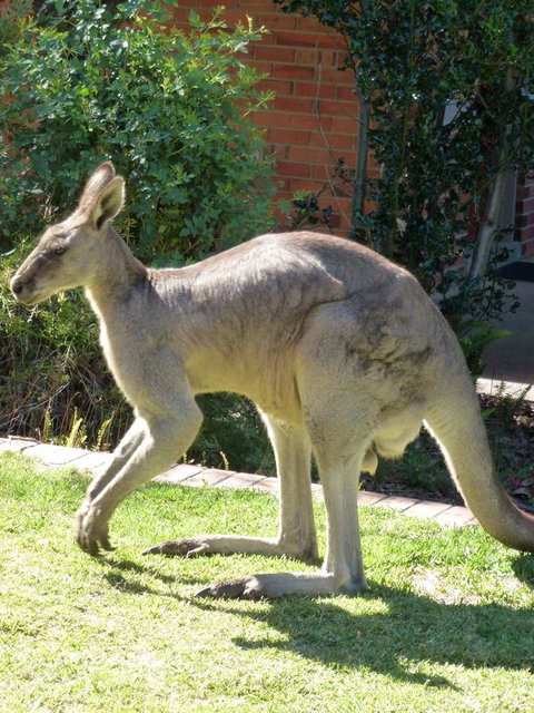 The Grampians Motel - Holiday Adelaide 3