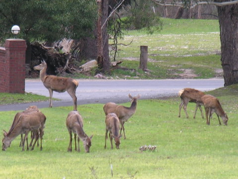 The Grampians Motel - Holiday Adelaide 23