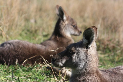 Halls Gap Lakeside Tourist Park - Holiday Adelaide 2