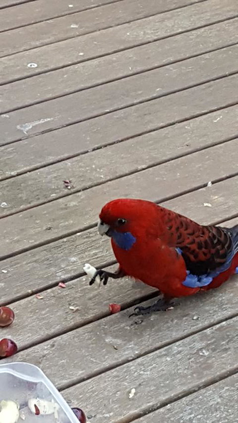 Wilsons Promontory Motel - Holiday Adelaide 24