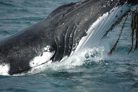 Wilsons Promontory Motel - Holiday Adelaide 42