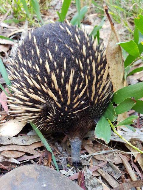 The Nature Resort Villas - Holiday Adelaide 14