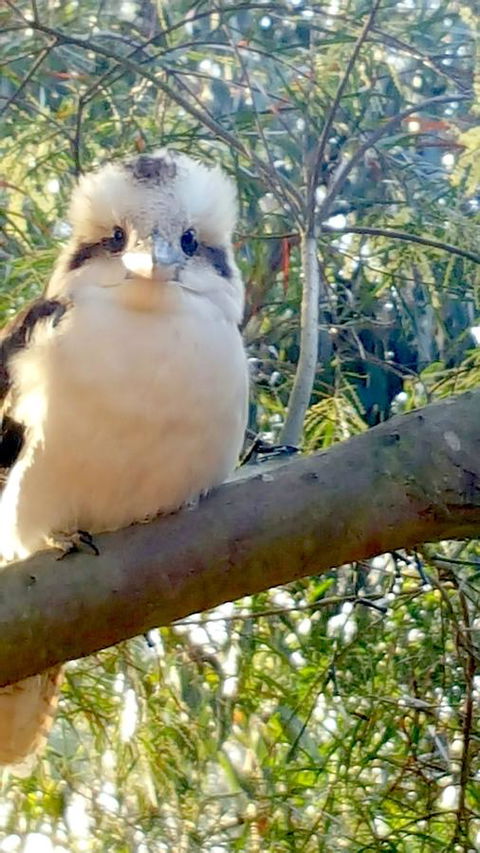 The Nature Resort Villas - Holiday Adelaide 22