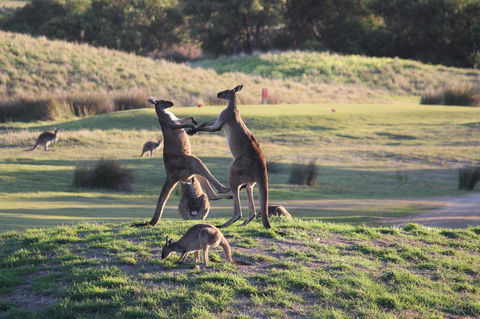 Yarra Valley Lodge - Holiday Adelaide 38