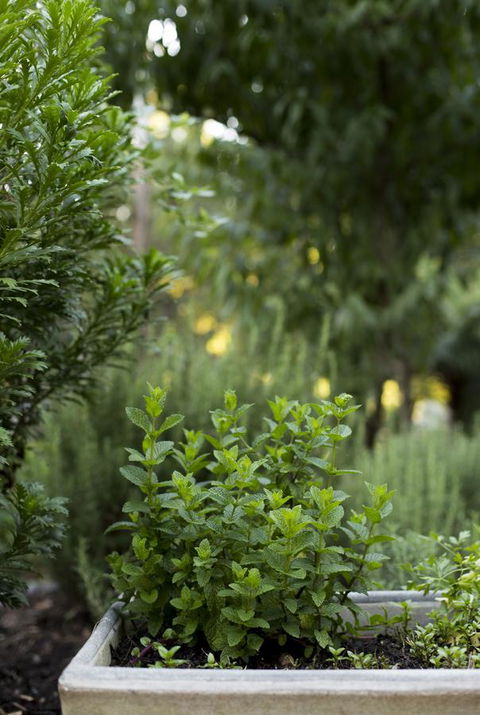Botanica Editions - Holiday Adelaide 5