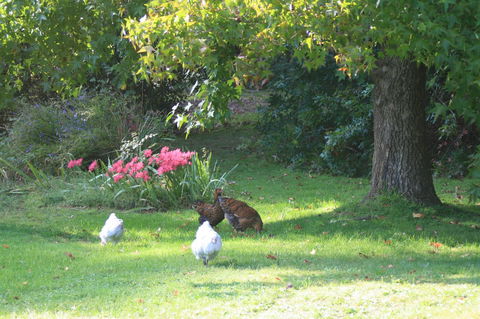 Strathmore Farm B&B - Holiday Adelaide 23