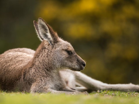 Gipsy Point Lodge & Cottages - Holiday Adelaide 39