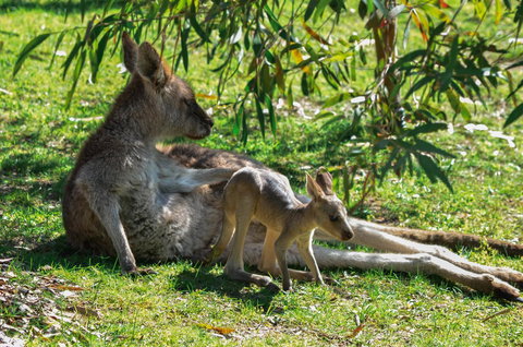 Blue Ridge Retreat - Holiday Adelaide 9