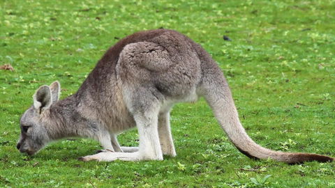 Limosa Rise - Holiday Adelaide 17