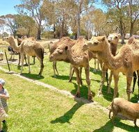 The Funny Farm - Animals / Churchhouse / Amazing Experience - Holiday Adelaide