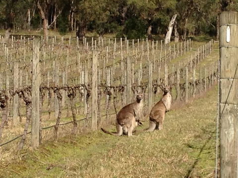 Valley Farm Vineyard Villas - Holiday Adelaide 2