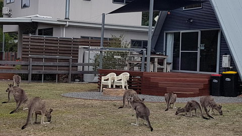 The A-Frame - Holiday Adelaide 3