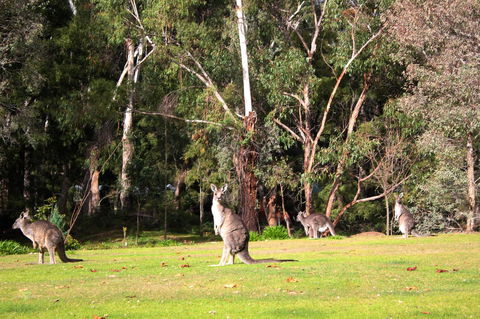 Marwood Villas - Holiday Adelaide 28