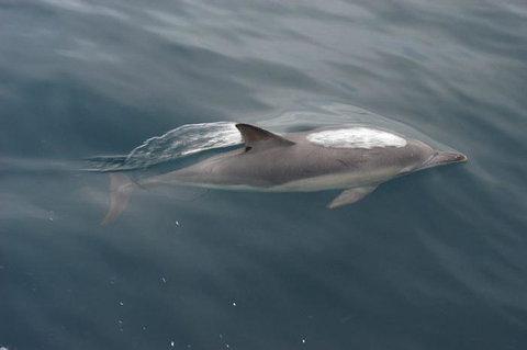 Cape Nelson Lighthouse - Holiday Adelaide 33