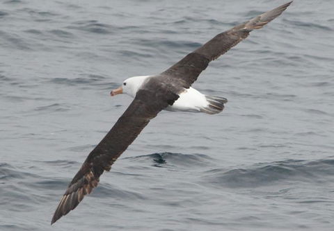 Cape Nelson Lighthouse - Holiday Adelaide 36