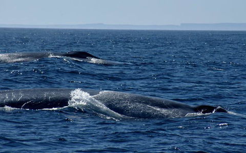 Cape Nelson Lighthouse - Holiday Adelaide 38