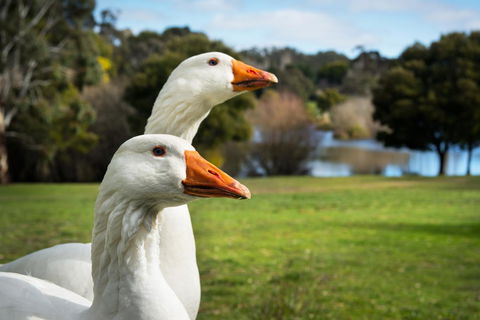 Lake Como Villa - Holiday Adelaide 11