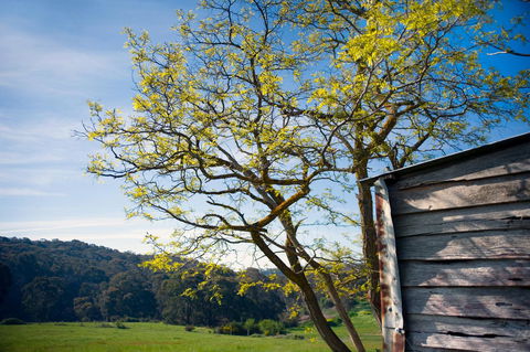 Cabrito - Holiday Adelaide 9