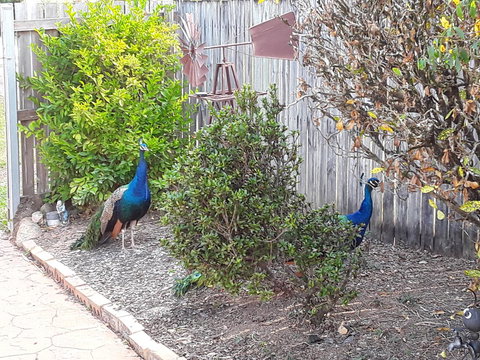 The Peacocks Nest - Holiday Adelaide 42