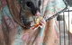 Airlie Beach Eco Cabins - Adults Only - thumb 27