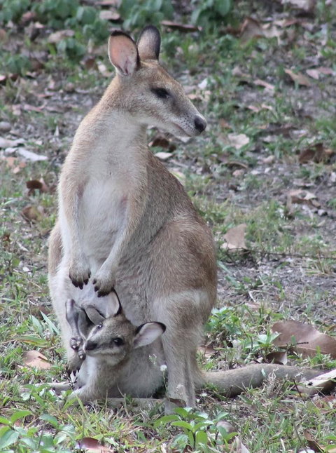 Airlie Beach Eco Cabins - Adults Only - Holiday Adelaide 40