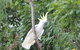 Airlie Beach Eco Cabins - Adults Only - thumb 4