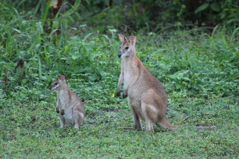 Airlie Beach Eco Cabins - Adults Only - Holiday Adelaide 16