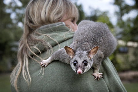 Airlie Beach Eco Cabins - Adults Only - Holiday Adelaide 3