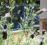 Surfers Beach Resort One - Holiday Adelaide