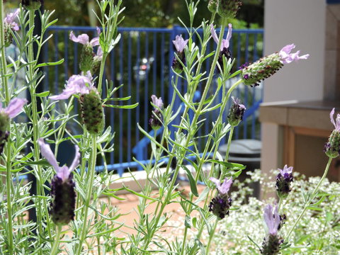 Surfers Beach Resort One - Holiday Adelaide 0