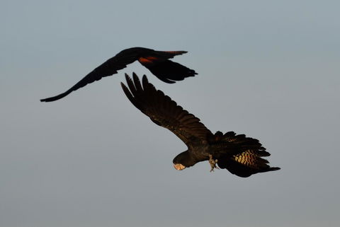 Ironbark House - Holiday Adelaide 2