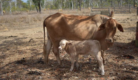 Ironbark House - Holiday Adelaide 27