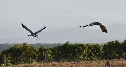 Ironbark House - Holiday Adelaide 35