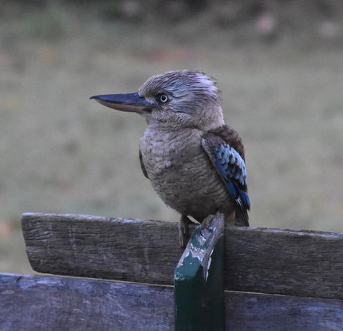 Ironbark House - Holiday Adelaide 4