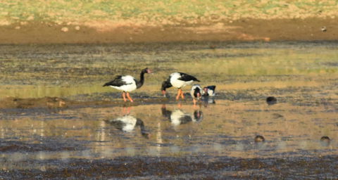 Ironbark House - Holiday Adelaide 34