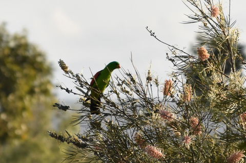 Ironbark House - Holiday Adelaide 29