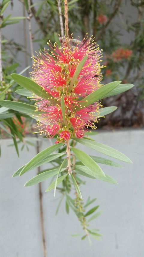 VILY Place - Holiday Adelaide 11