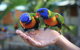 Tasman Holiday Parks - Airlie Beach - thumb 17