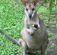 Bluewater Bed  Breakfast Cairns - Holiday Adelaide