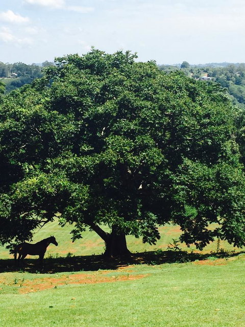 Montville Holiday Apartments - Holiday Adelaide 20