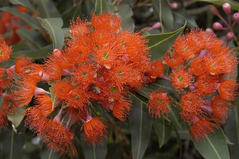 Ficifolia Lodge - Holiday Adelaide 26