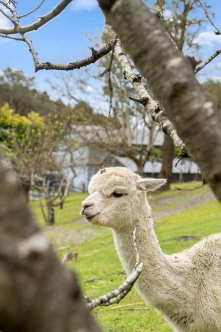 Carawatha On The Range - Unique Farm Stay - Holiday Adelaide 3