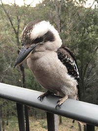 Book Tallebudgera Accommodation Vacations Holiday Adelaide Holiday Adelaide