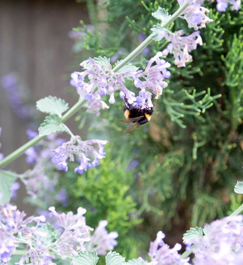 Elm Cottage Barn - Holiday Adelaide 1