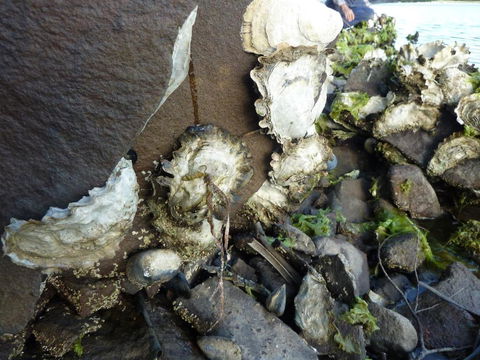 Oyster Shack - Holiday Adelaide 3