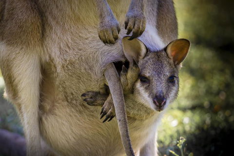 Bamurru Plains - Holiday Adelaide 3