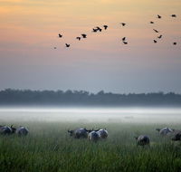 Bamurru Plains - Holiday Adelaide