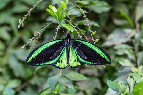 Batchelor Butterfly Farm - Holiday Adelaide 2