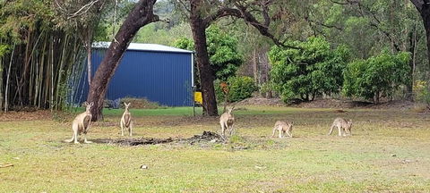 Roo Or 2 On Streeter - Holiday Adelaide 0